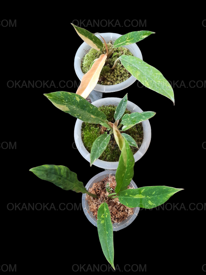 Wholesale 100x Philodendron Ring of Fire