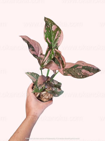 Best Combo Wholesale 3x of Syngonium Pink Splash, Syngonium Albo Variegated, Syngonium Three Kings a.k.a Magic Marble