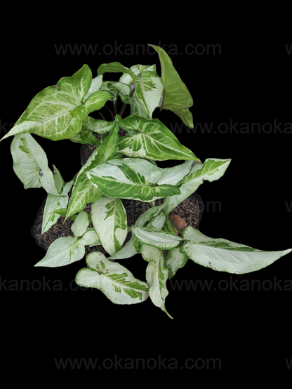 Syngonium Three Kings a.k.a Magic Marble