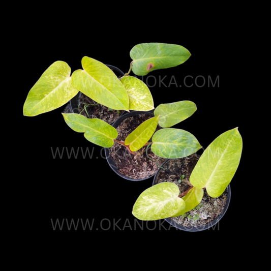 Philodendron painted lady