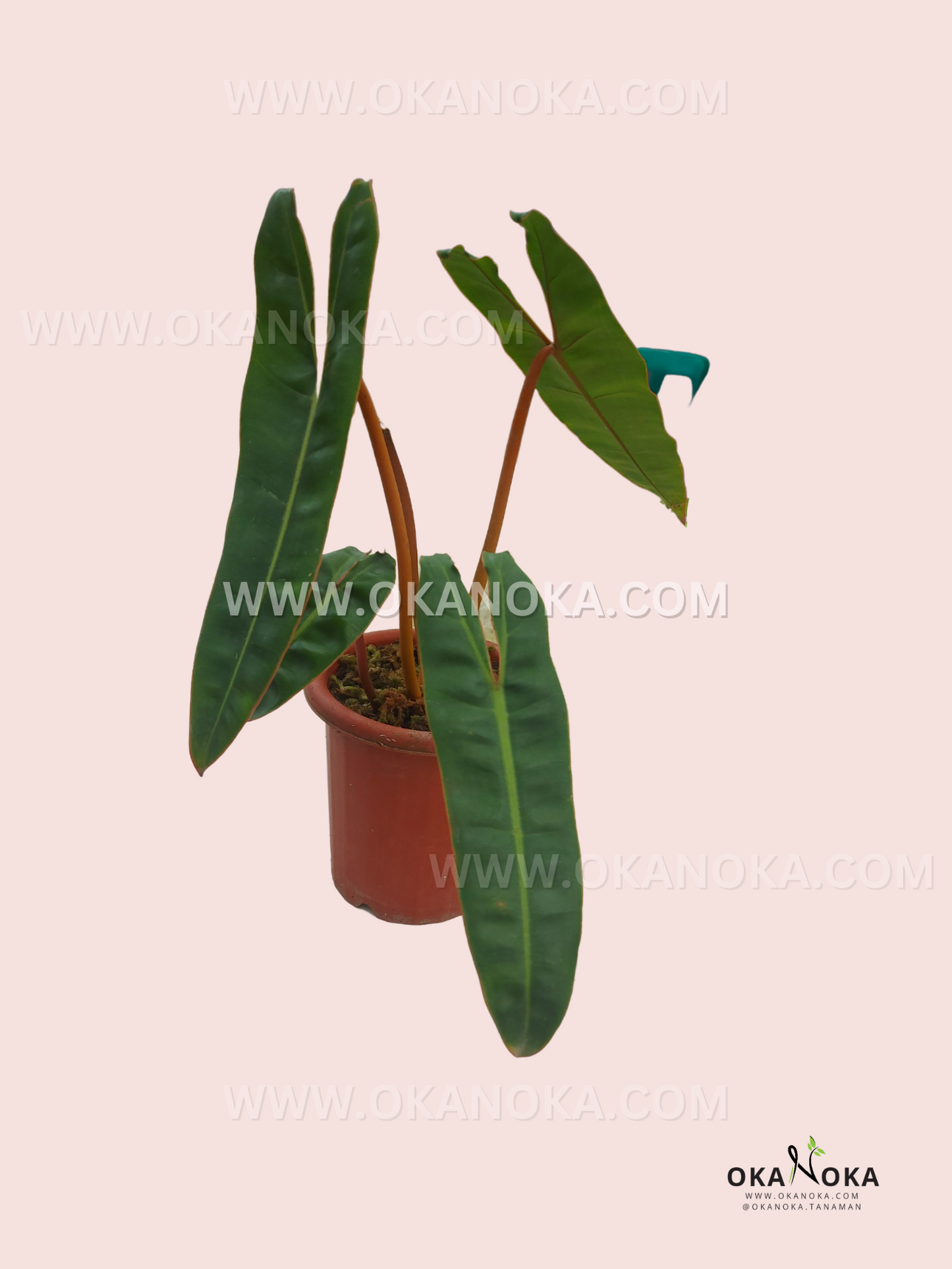 philodendron billietiae climbing Philodendron Billietiae – Okanoka