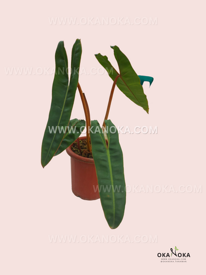 Philodendron Billietiae