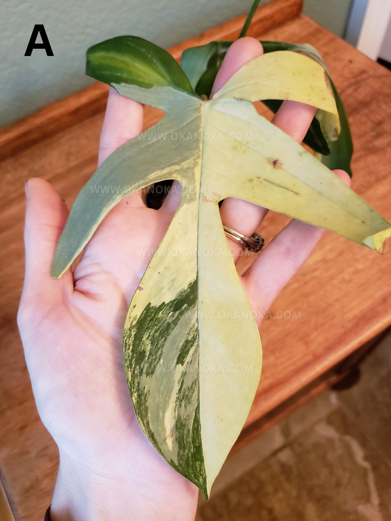 Philodendron FLorida Beauty 