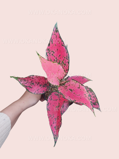 Aglaonema Konkom Konkon Komkom