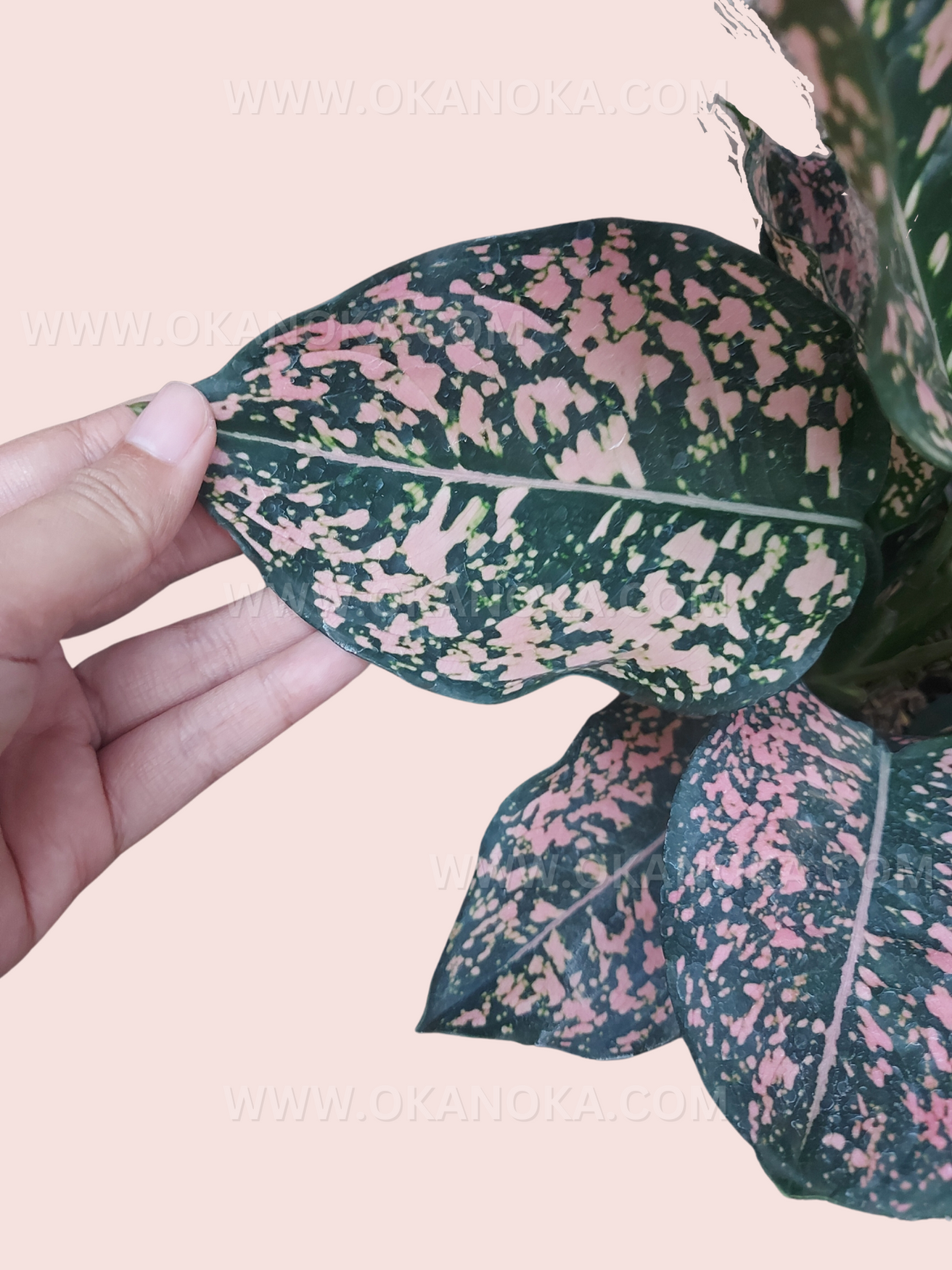 aglaonema dalmatian Aglaonema Pink Dalmatian