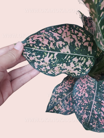 Aglaonema Pink Dalmatian