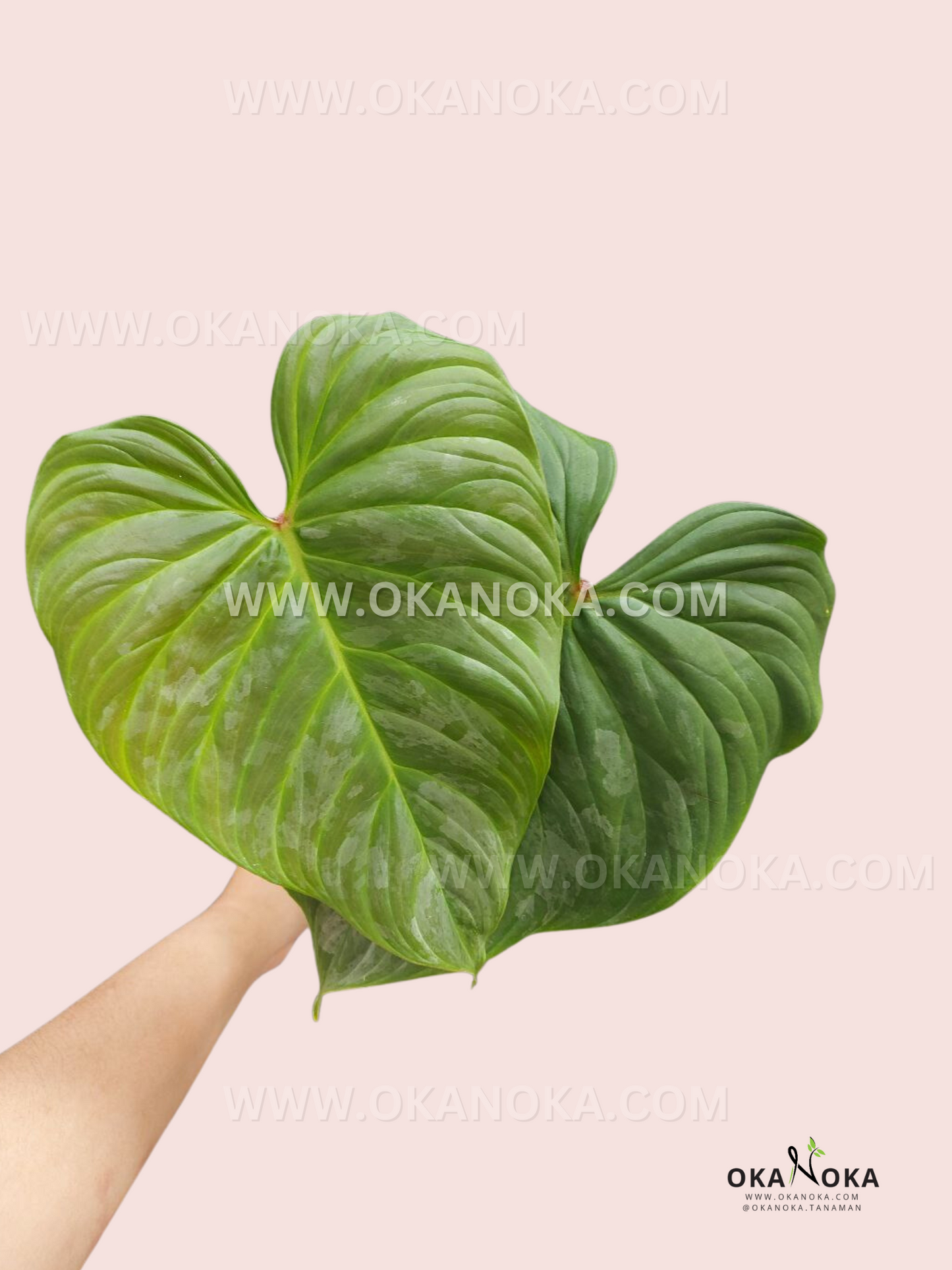 philodendron majestic Philodendron Majestic – Okanoka