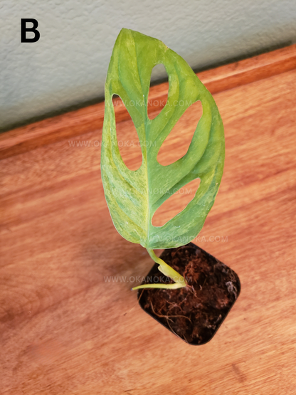 VENDEDOR DE EE. UU. - Monstera Adansonii Mint Variegated planta exacta