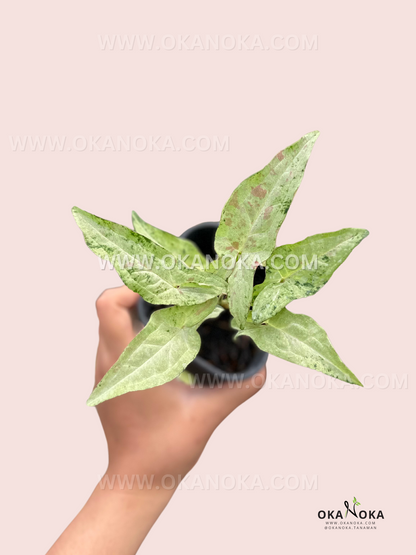 Syngonium Milk Confetti Tricolor