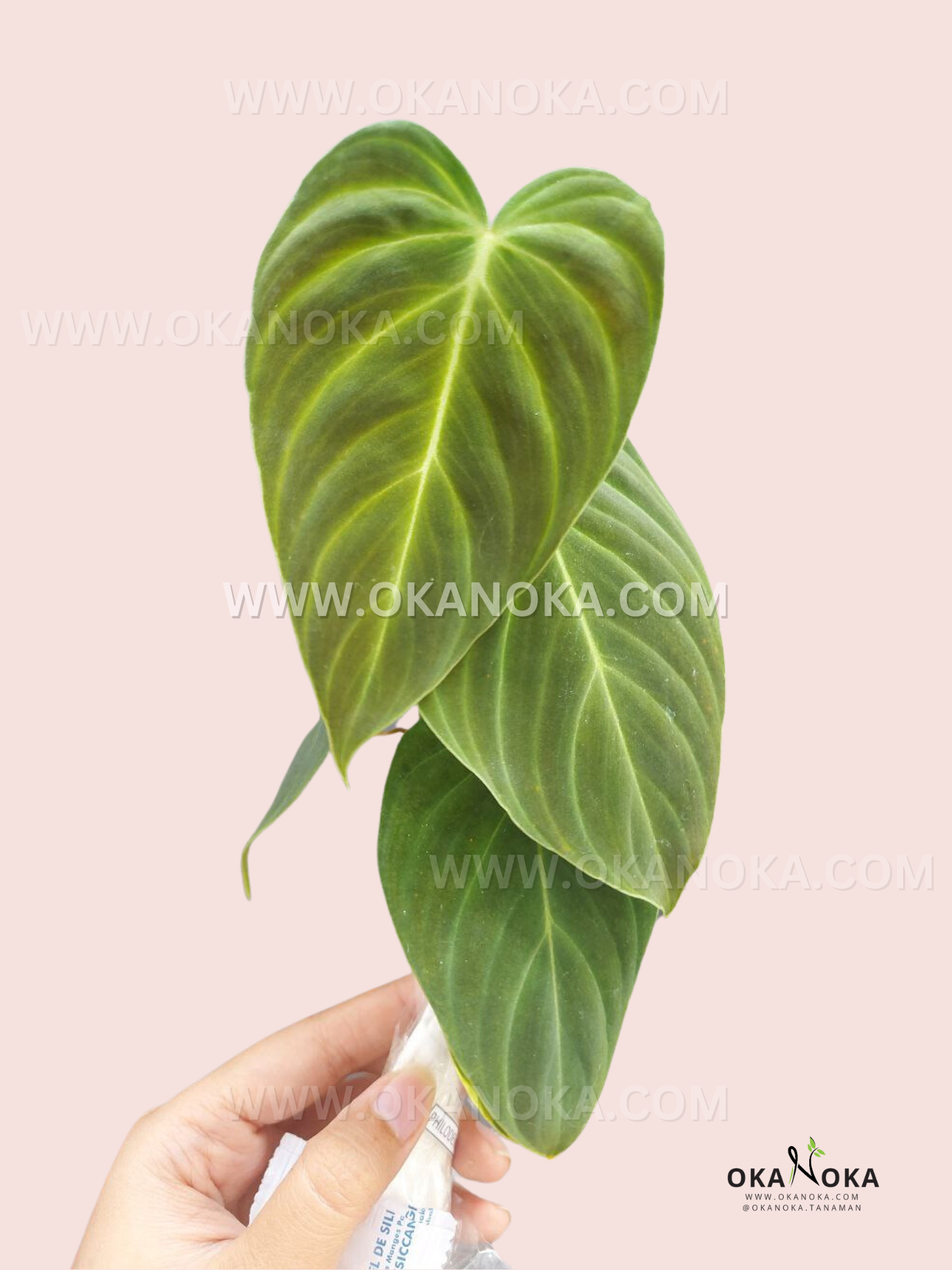 philodendron splendid cutting Philodendron Splendid – Okanoka