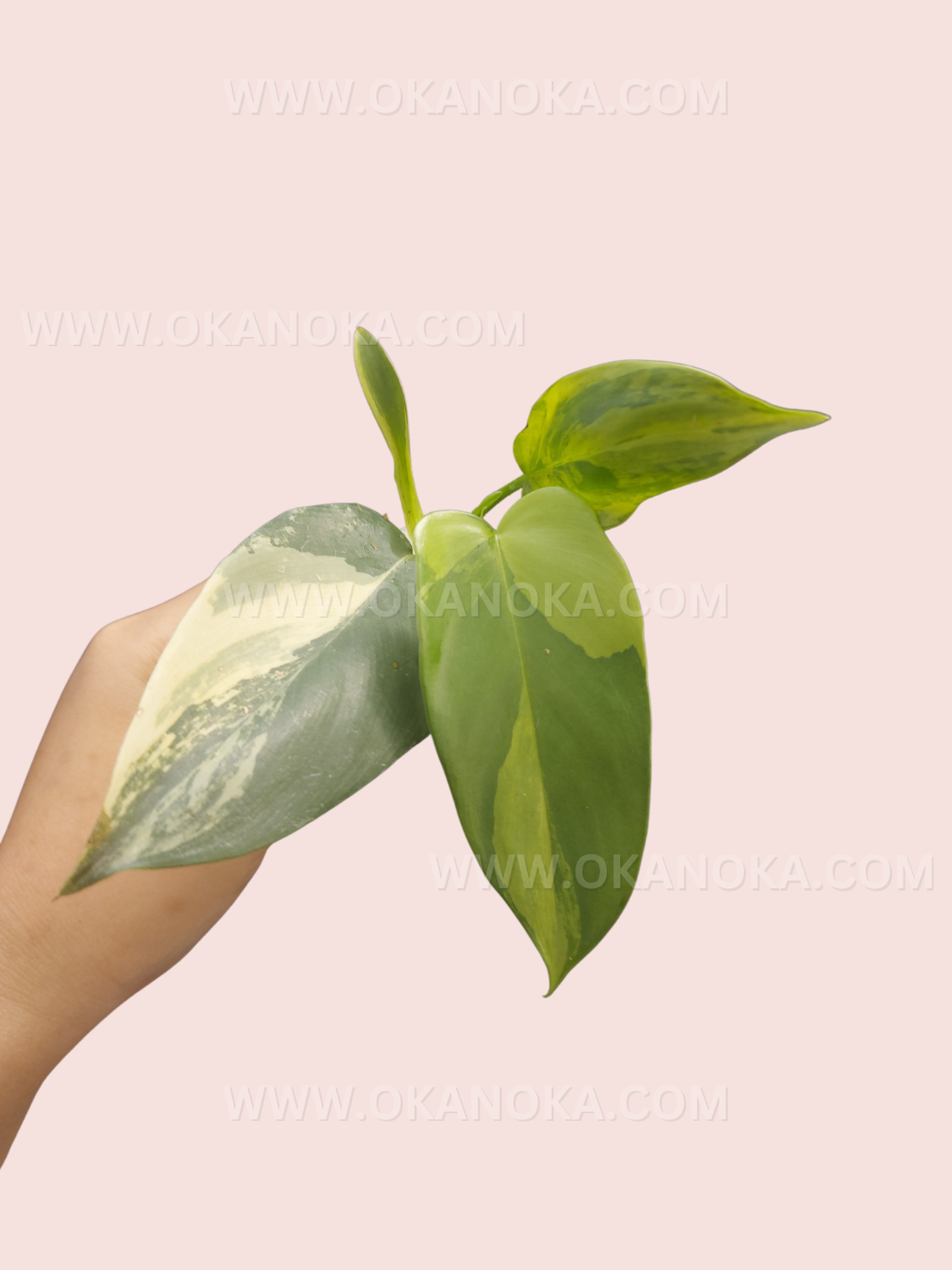 philodendron bipennifolium columbia Philodendron Bipennifolium Violin Variegated – Okanoka