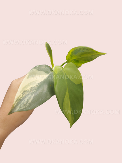 Philodendron Bipennifolium Violin Variegated