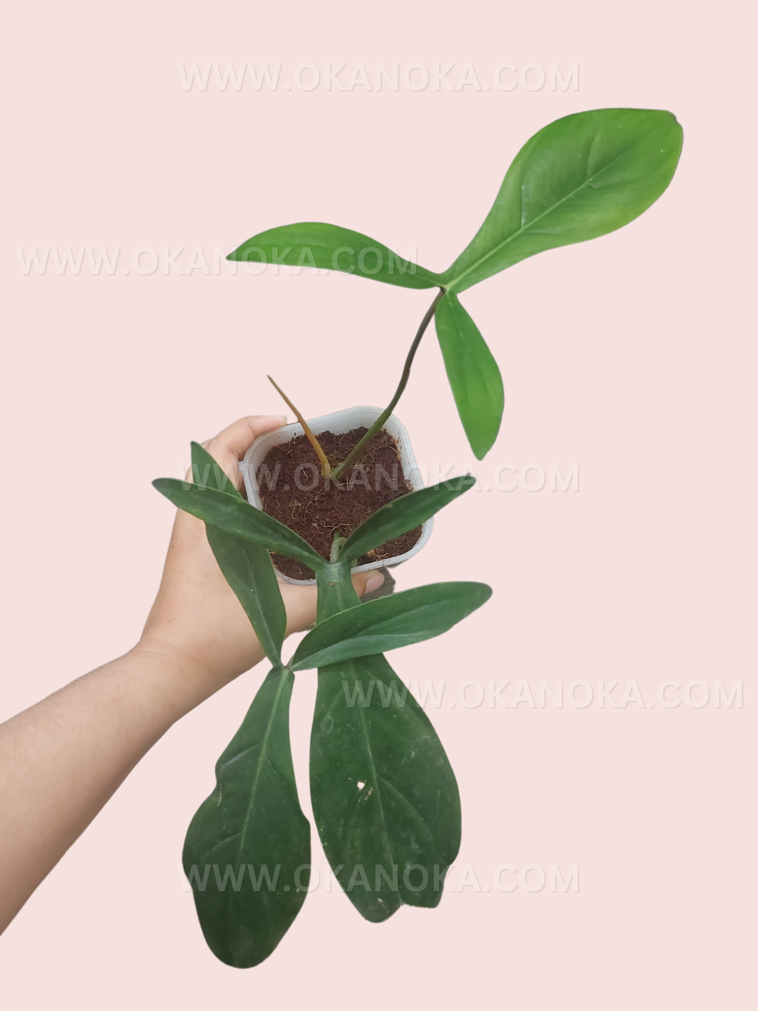 philodendron 69686 for sale Philodendron Code 69686 – Okanoka