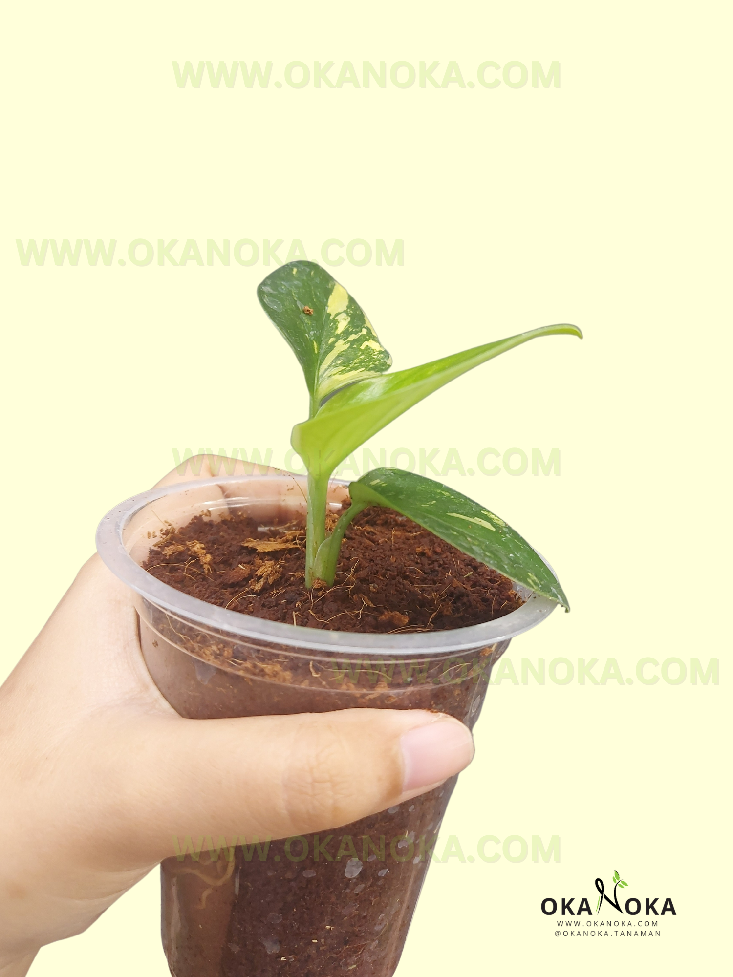 monstera starter plant Starter Plant Wholesale Monstera Standleyana Aurea Yellow Variegated – Okanoka