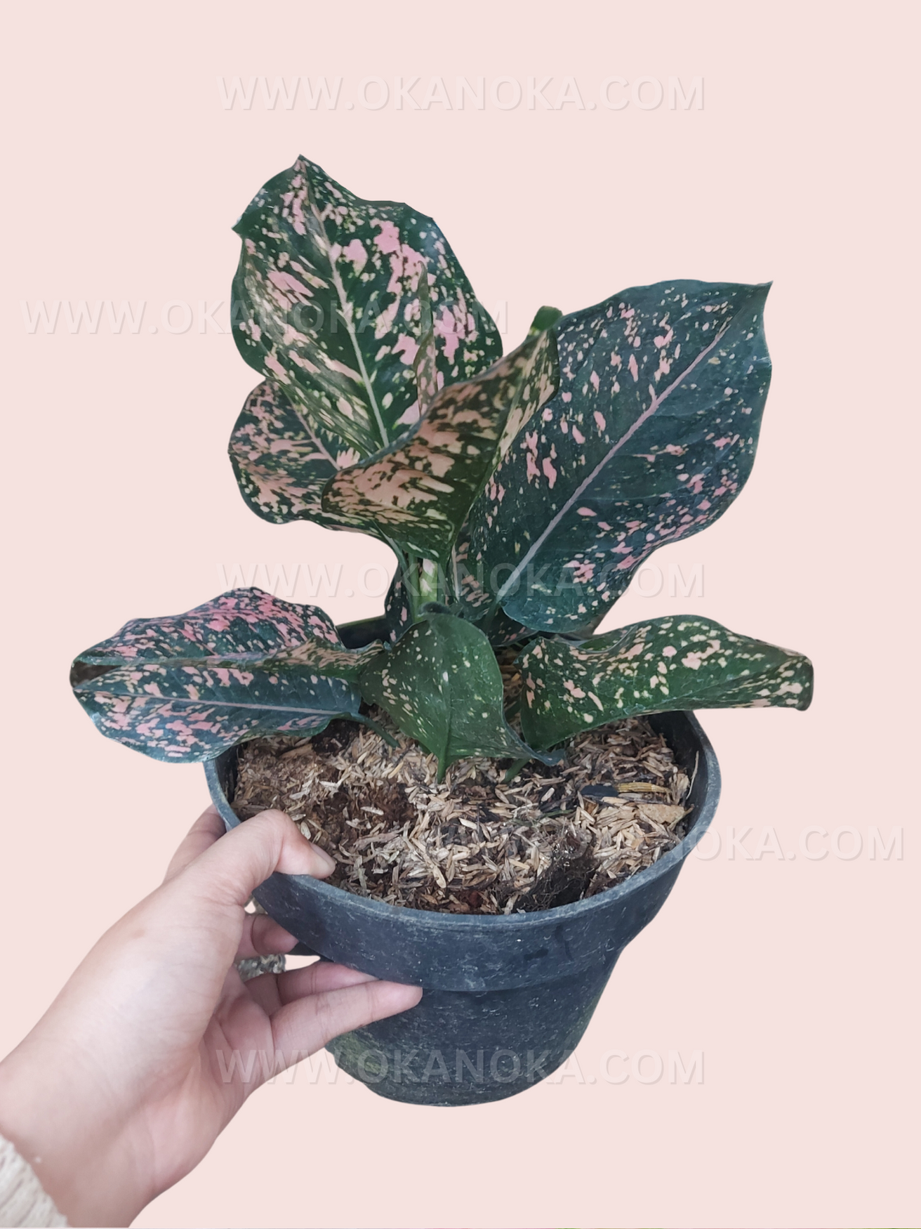 pink dalmatian aglaonema flower Aglaonema Pink Dalmatian – Okanoka