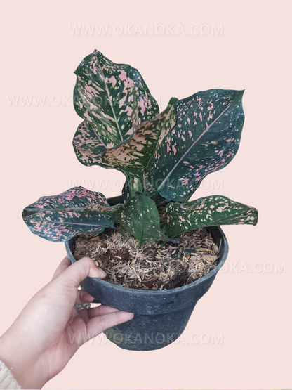 Aglaonema Pink Dalmatian