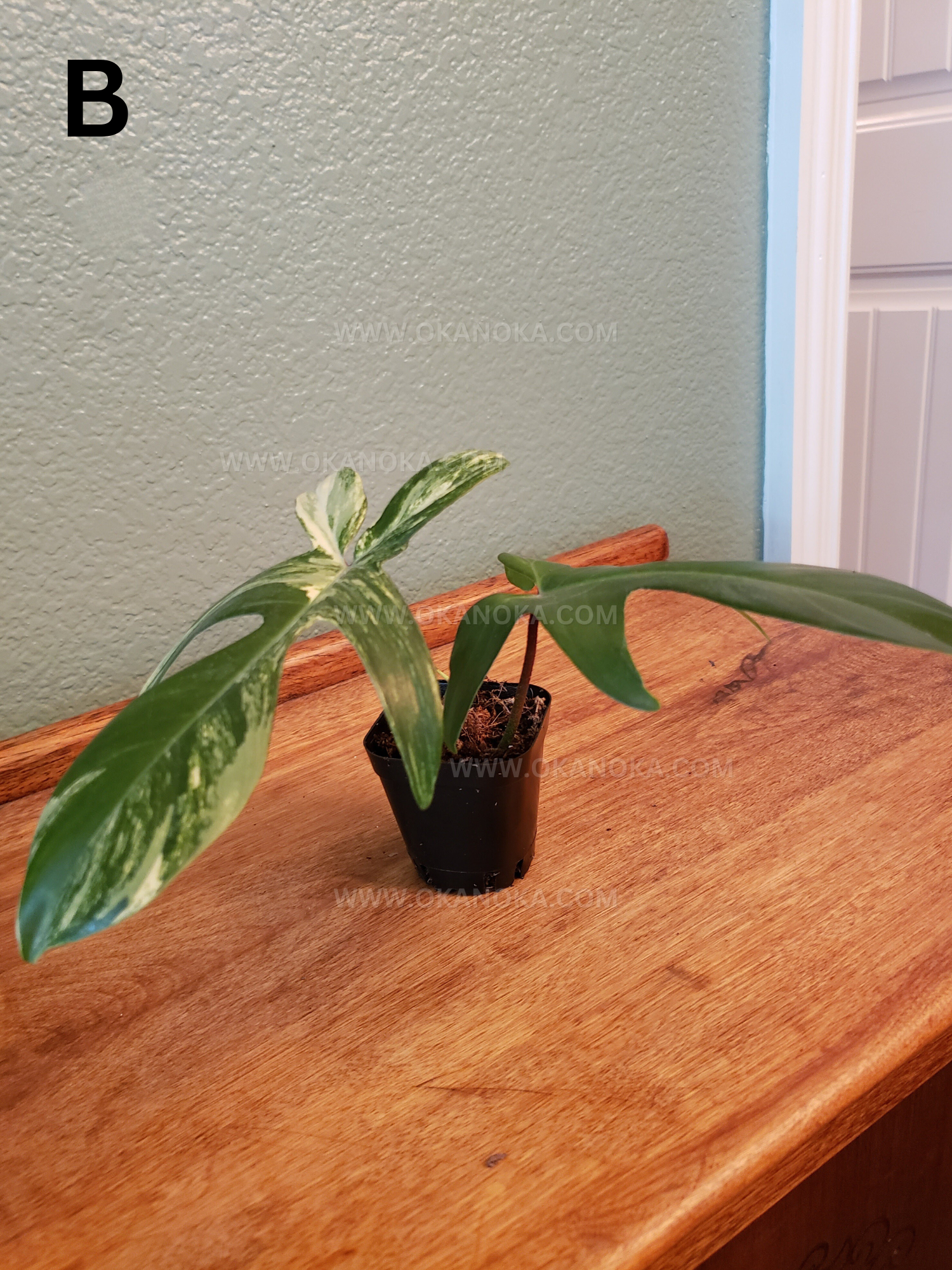 Philodendron FLorida Beauty 