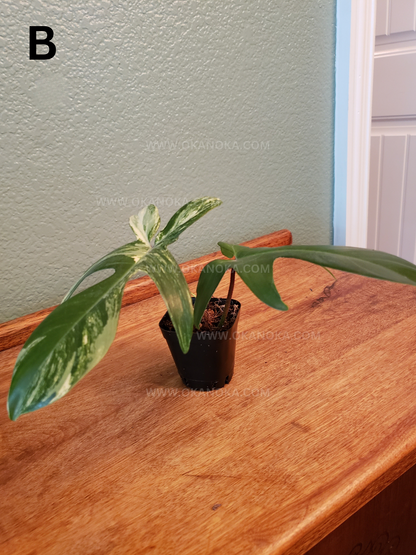 Philodendron FLorida Beauty 