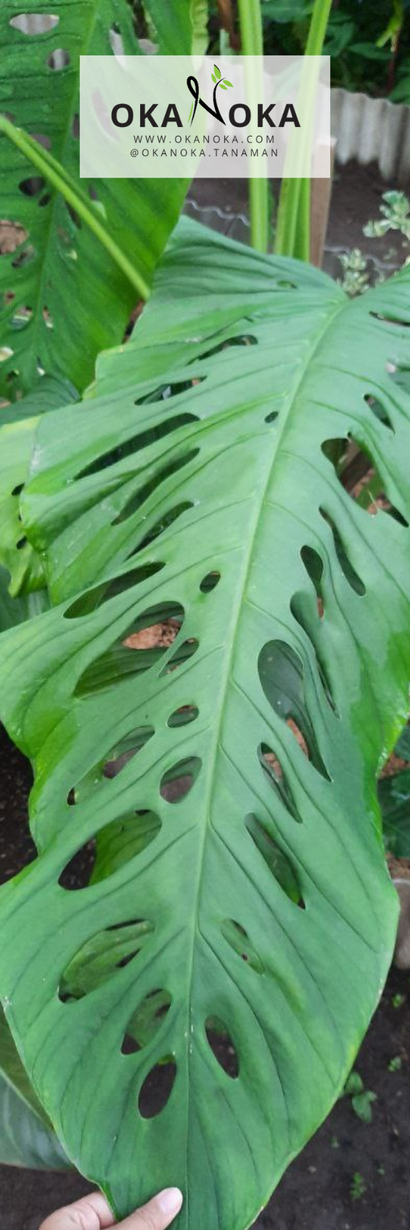 Okanoka Special Plants Bookmark