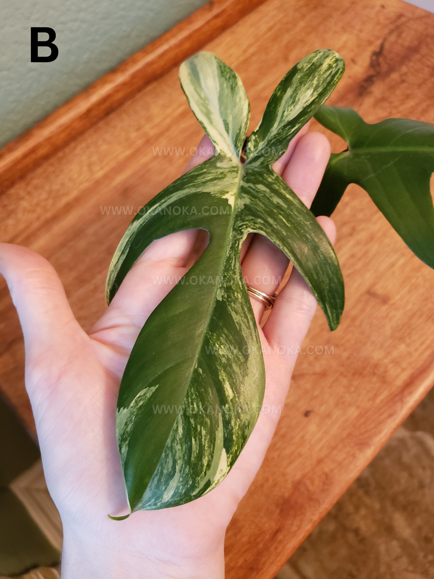 Philodendron FLorida Beauty 