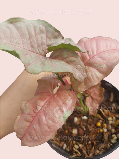 Syngonium Pink Candy