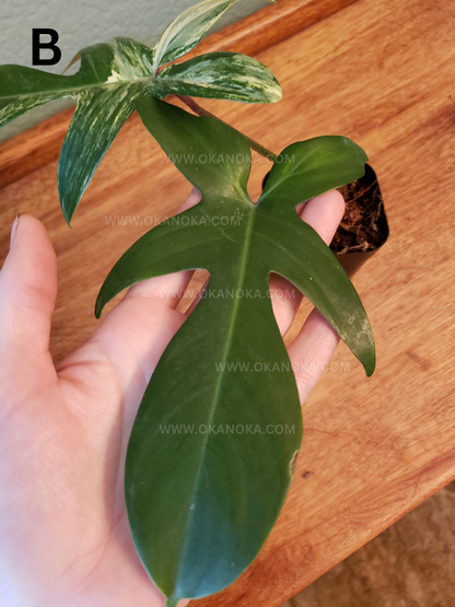 Philodendron FLorida Beauty 