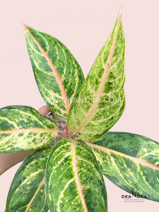 Overhead view of Aglaonema Aladin displaying its lush foliage with striking yellow-green variegation.