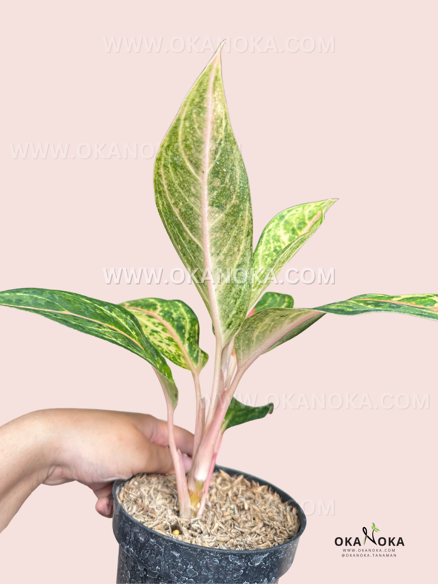 aglaonema pink suzy Aglaonema Aladin