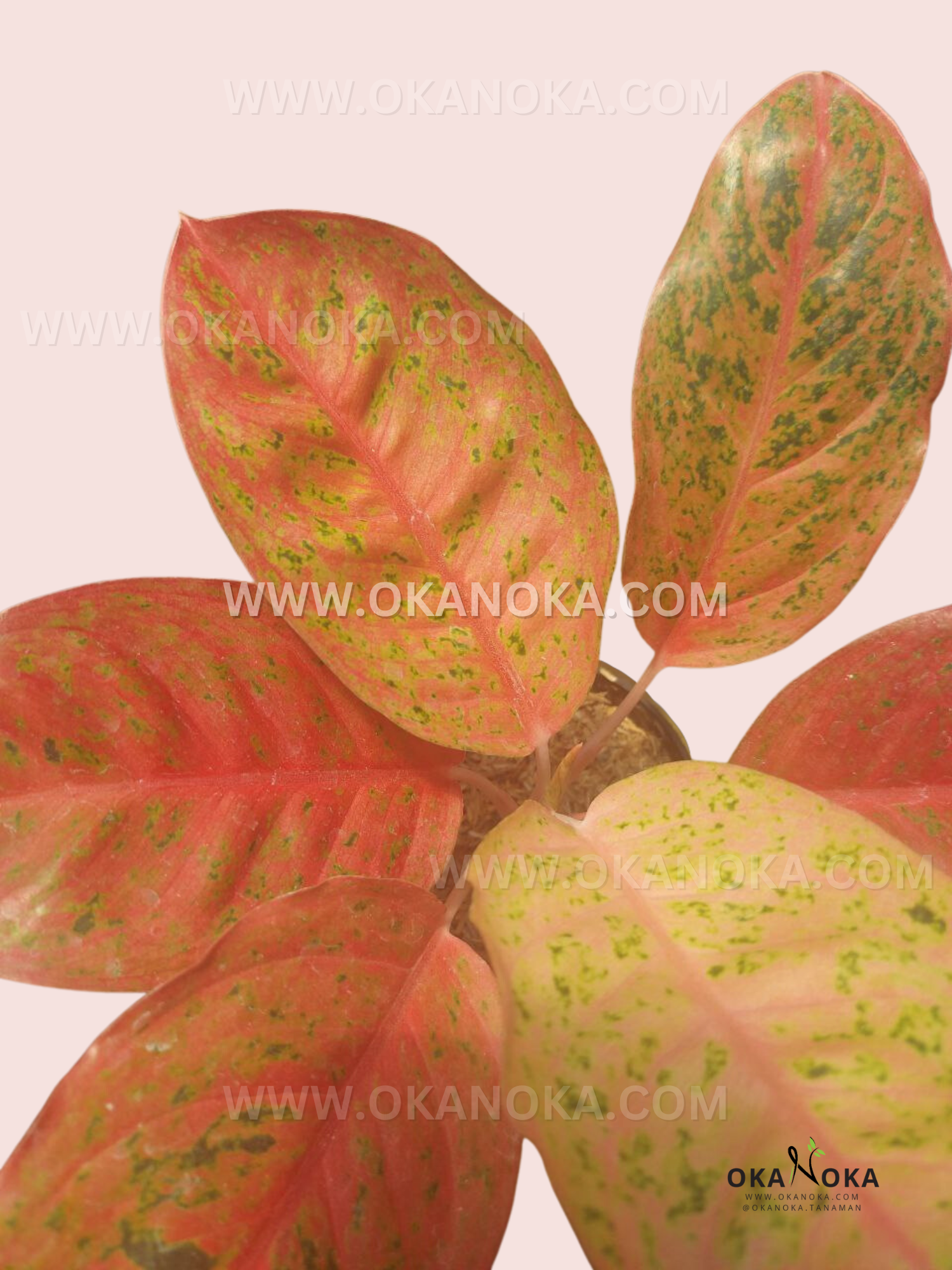 orange aglaonema Aglaonema Amarilla – Okanoka