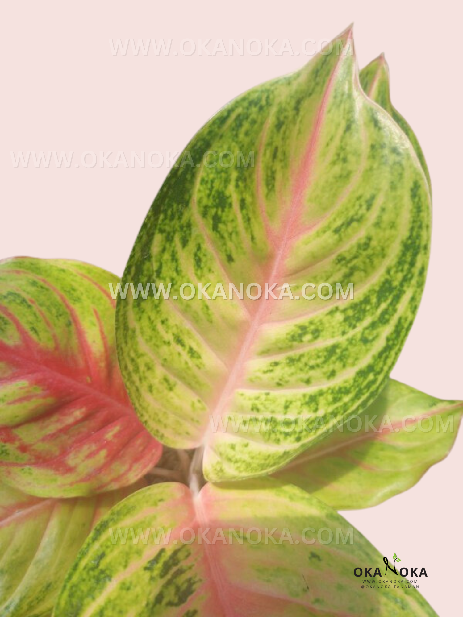 aglaonema import Aglaonema Andini