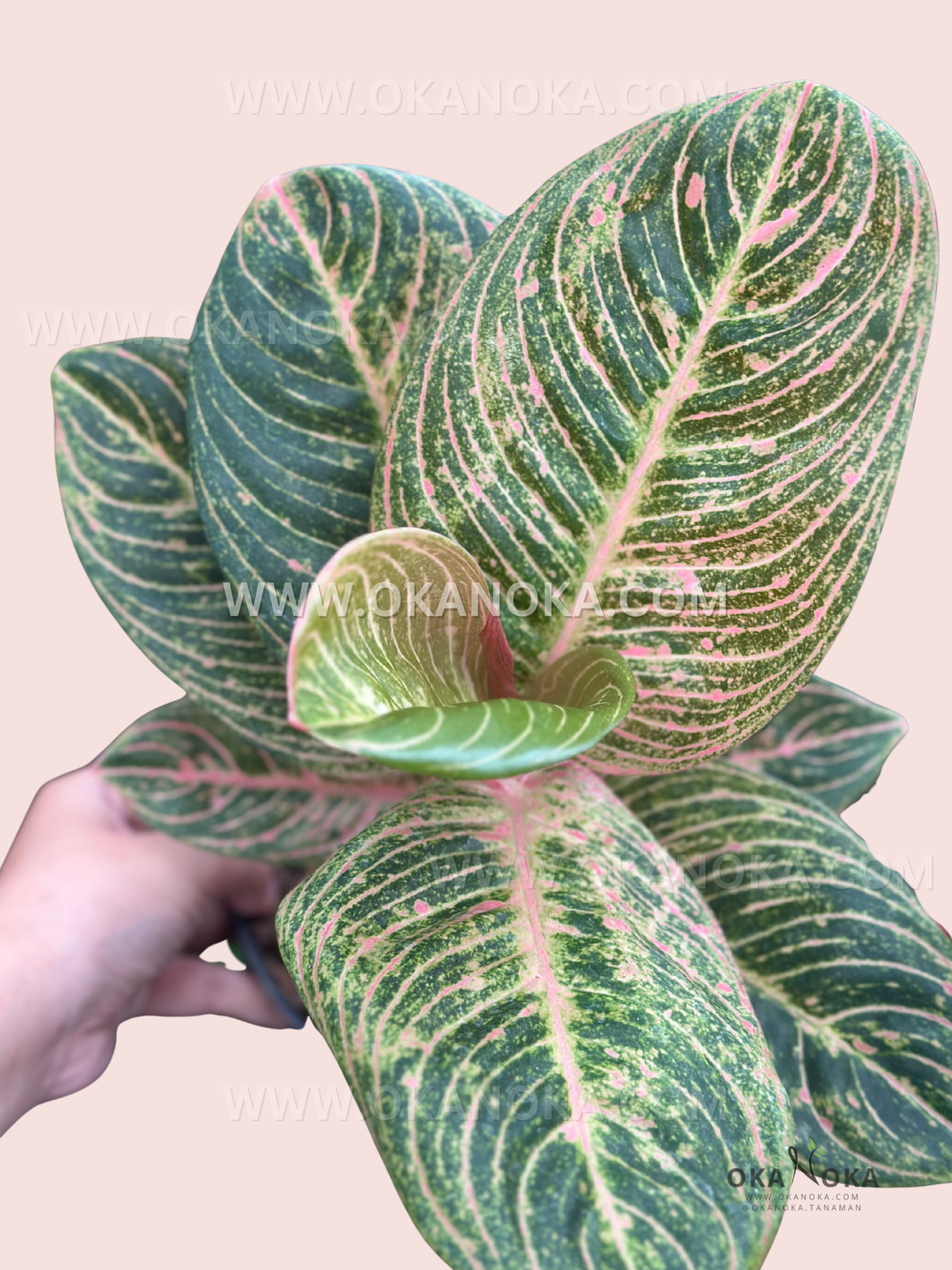 Aglaonema Asri live plant with glossy green and cream variegated tropical foliage.