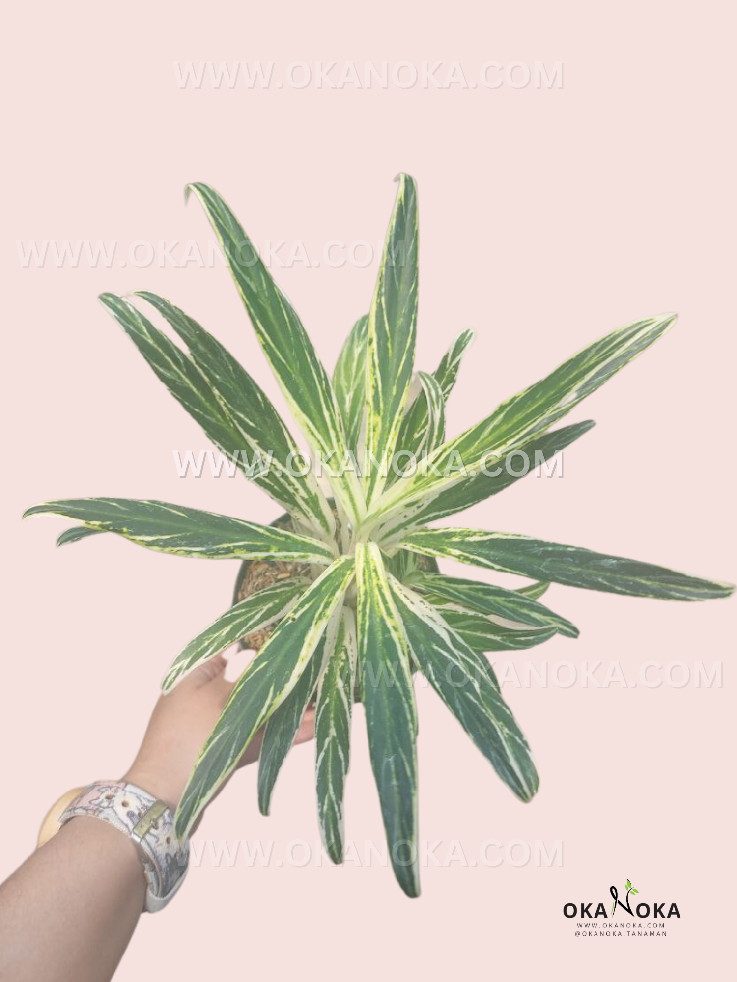 aglaonema bamboo care Aglaonema Bamboo