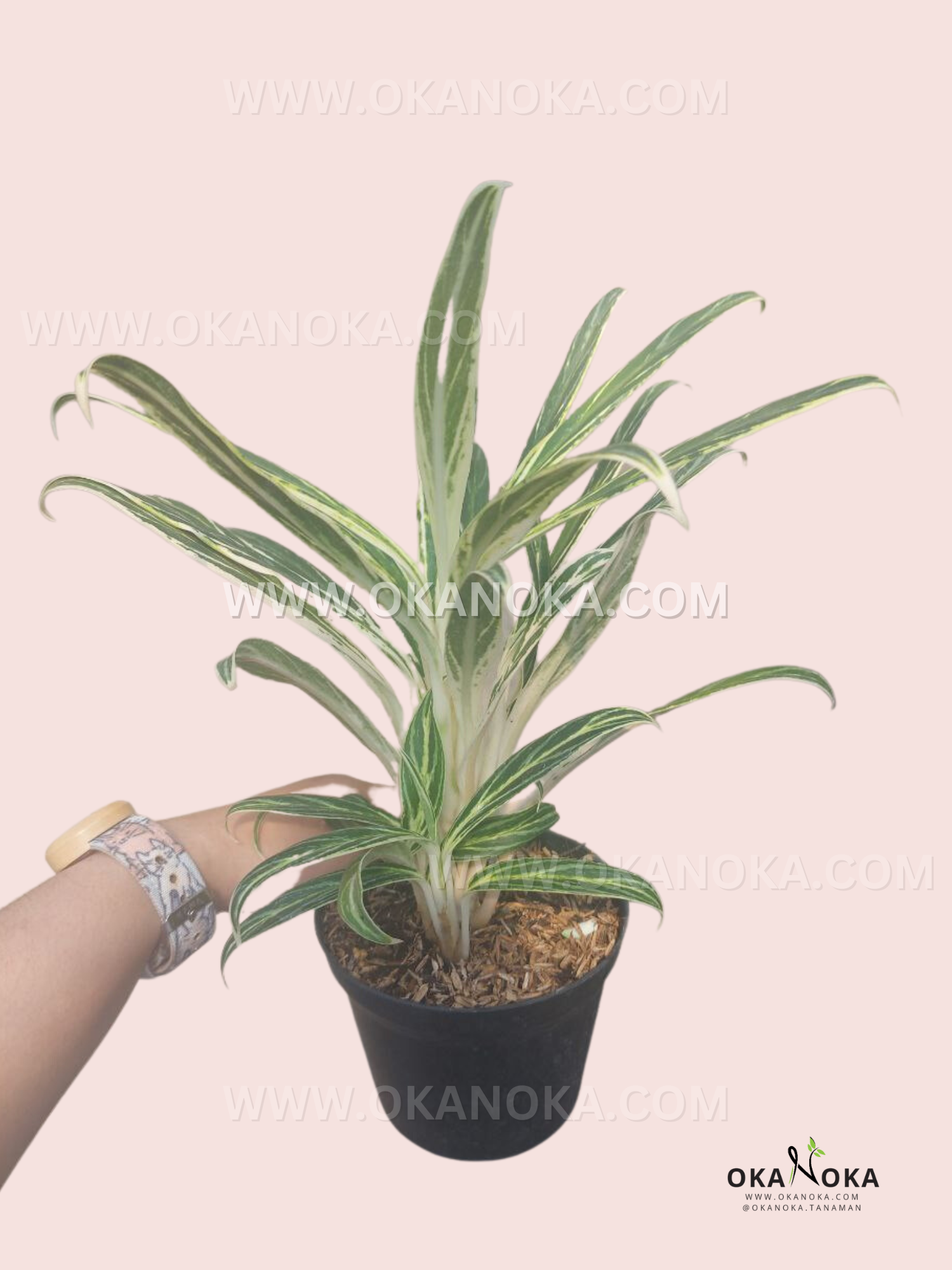 aglaonema bamboo care Aglaonema Bamboo