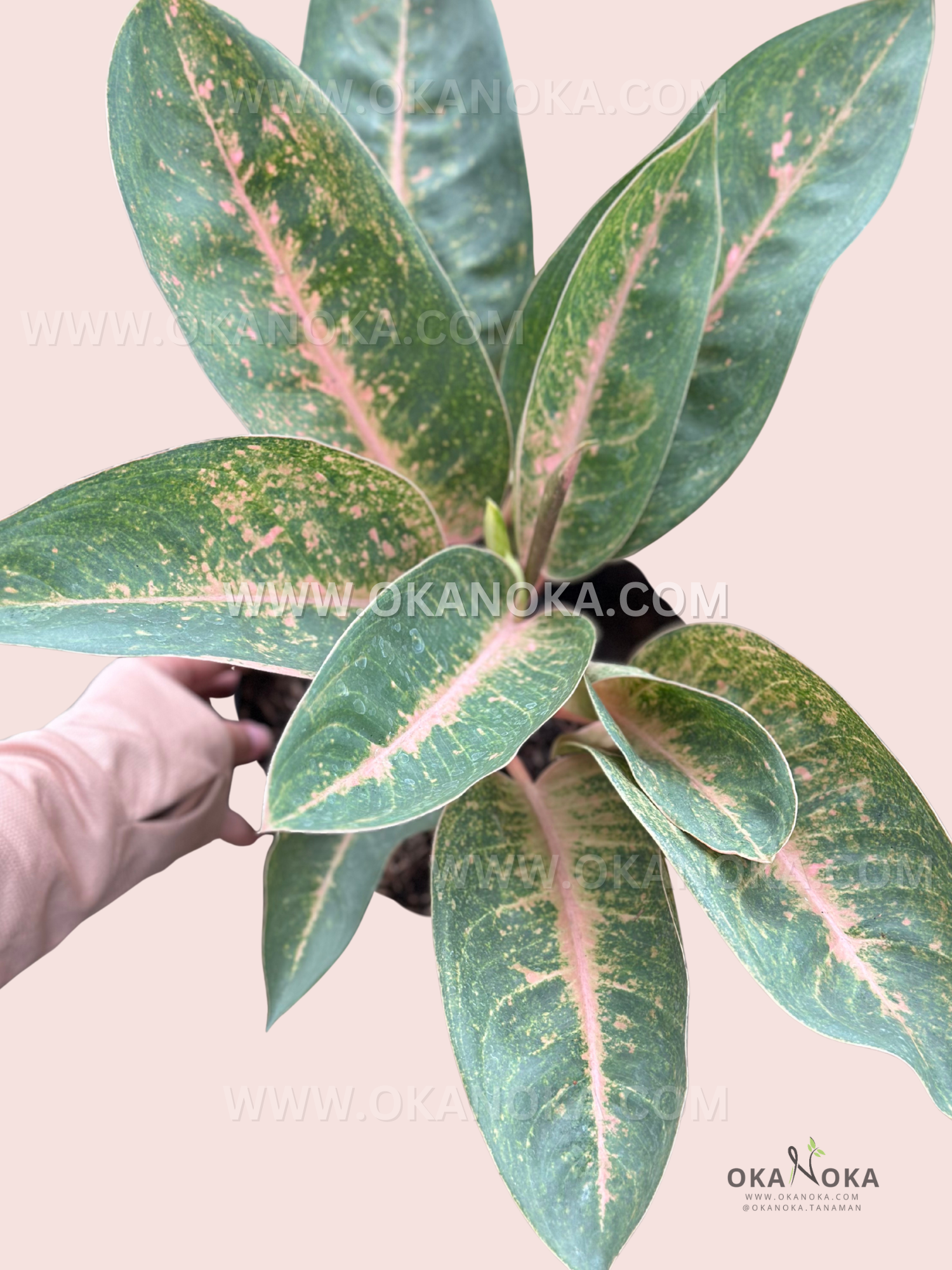 Aglaonema Banana live plant with vibrant banana-yellow and green glossy foliage.