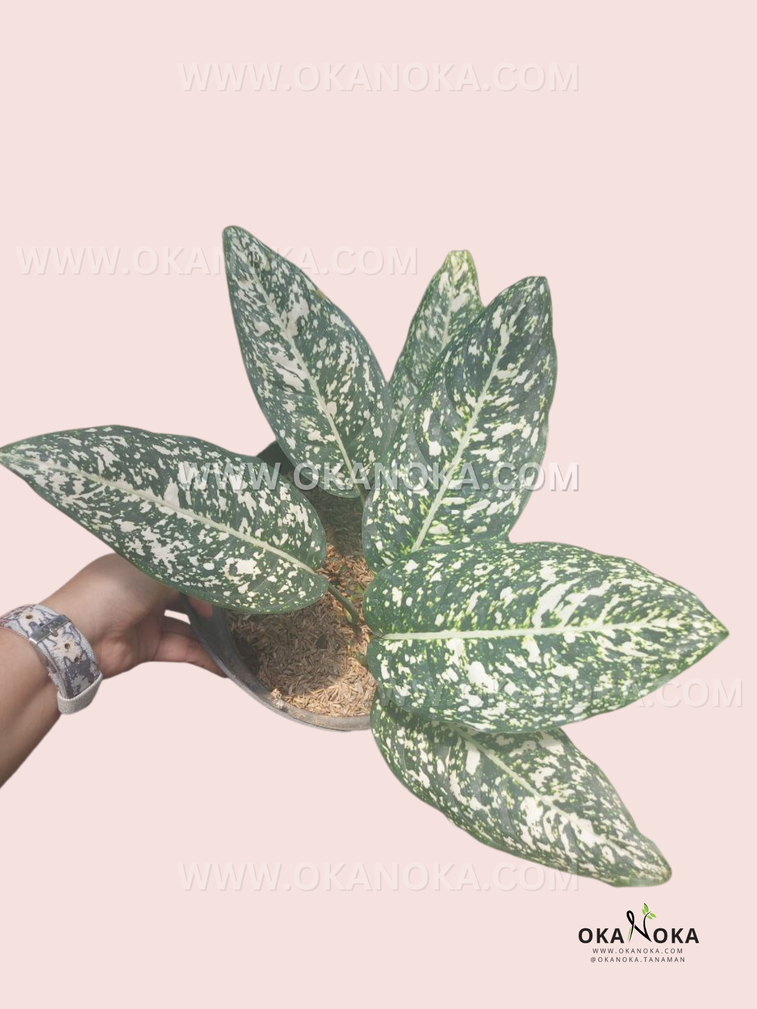 big leaf aglaonema Aglaonema Big Leaf