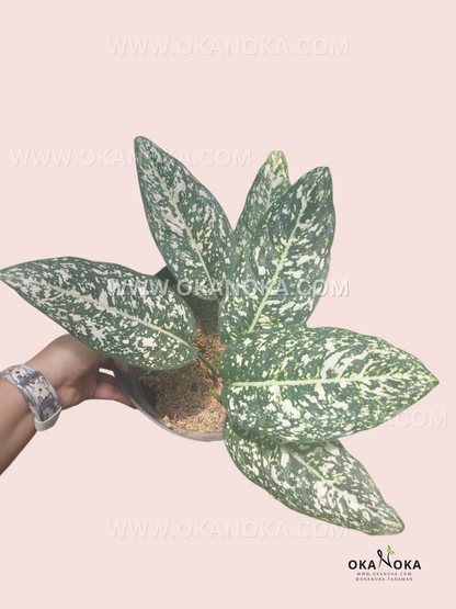 Aglaonema Big Leaf