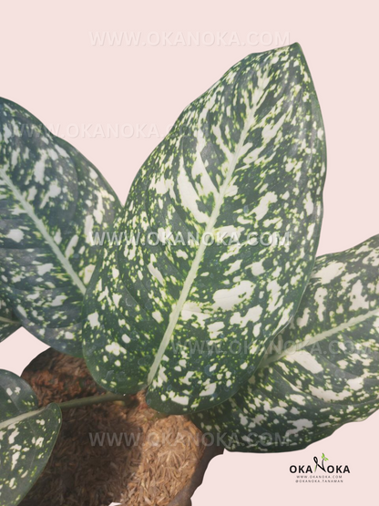 Aglaonema Big Leaf