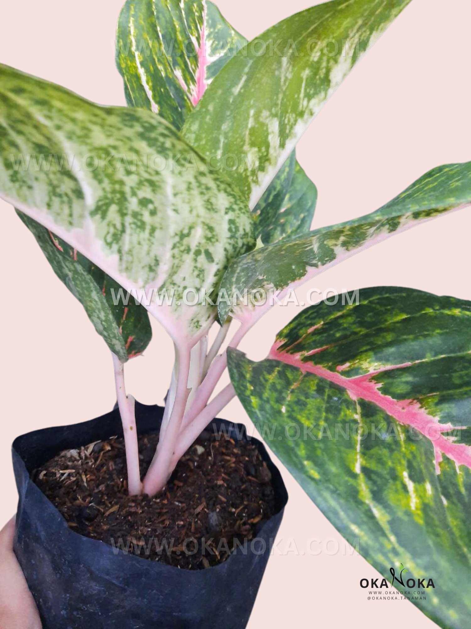 aglaonema large Aglaonema Big Papa