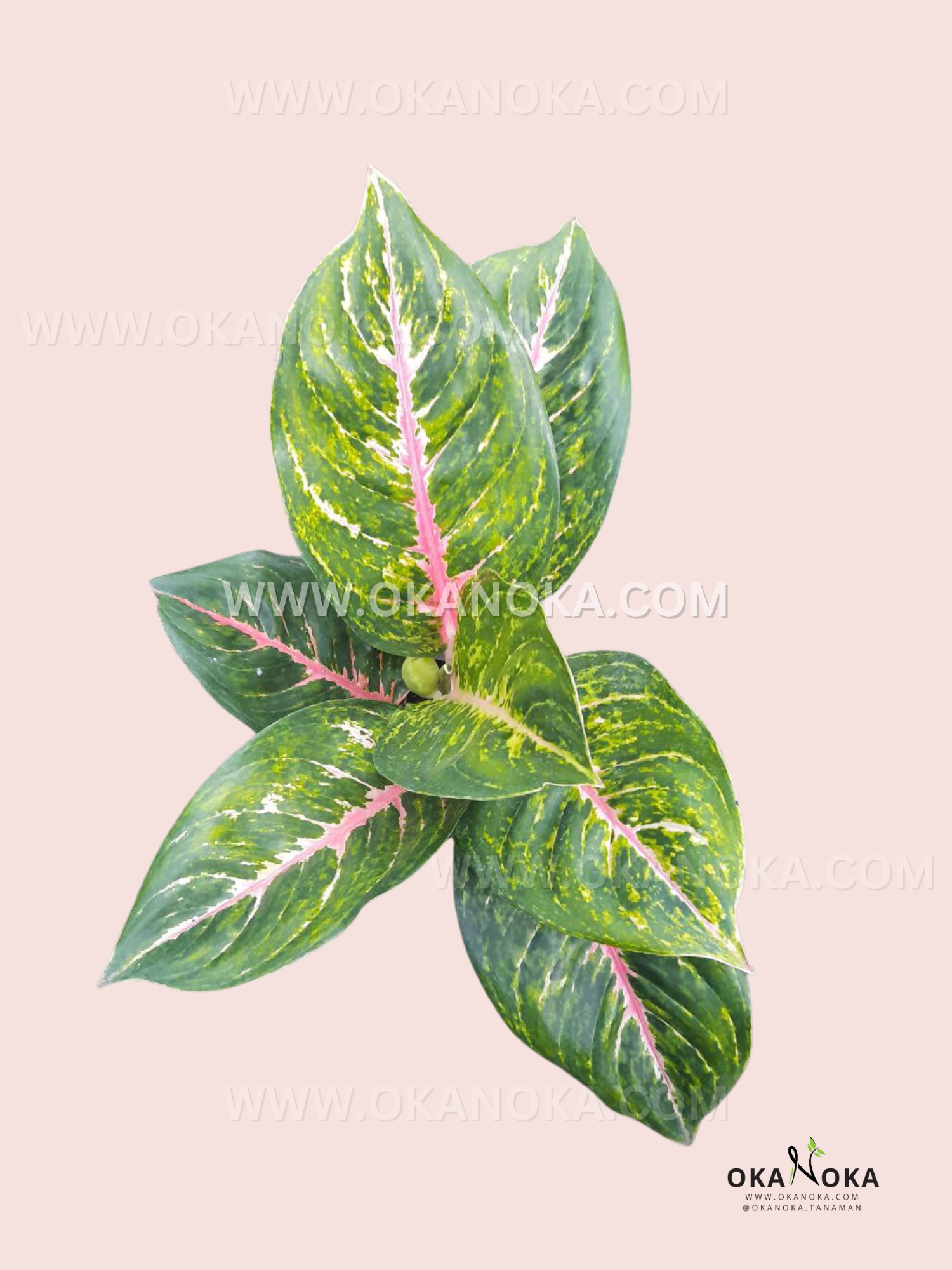 aglaonema how big Aglaonema Big Papa