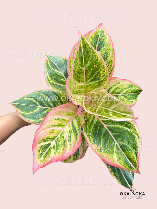 Close-up of Aglaonema Dejavu’s variegated green leaves with pink edges and golden accents, held by hand.