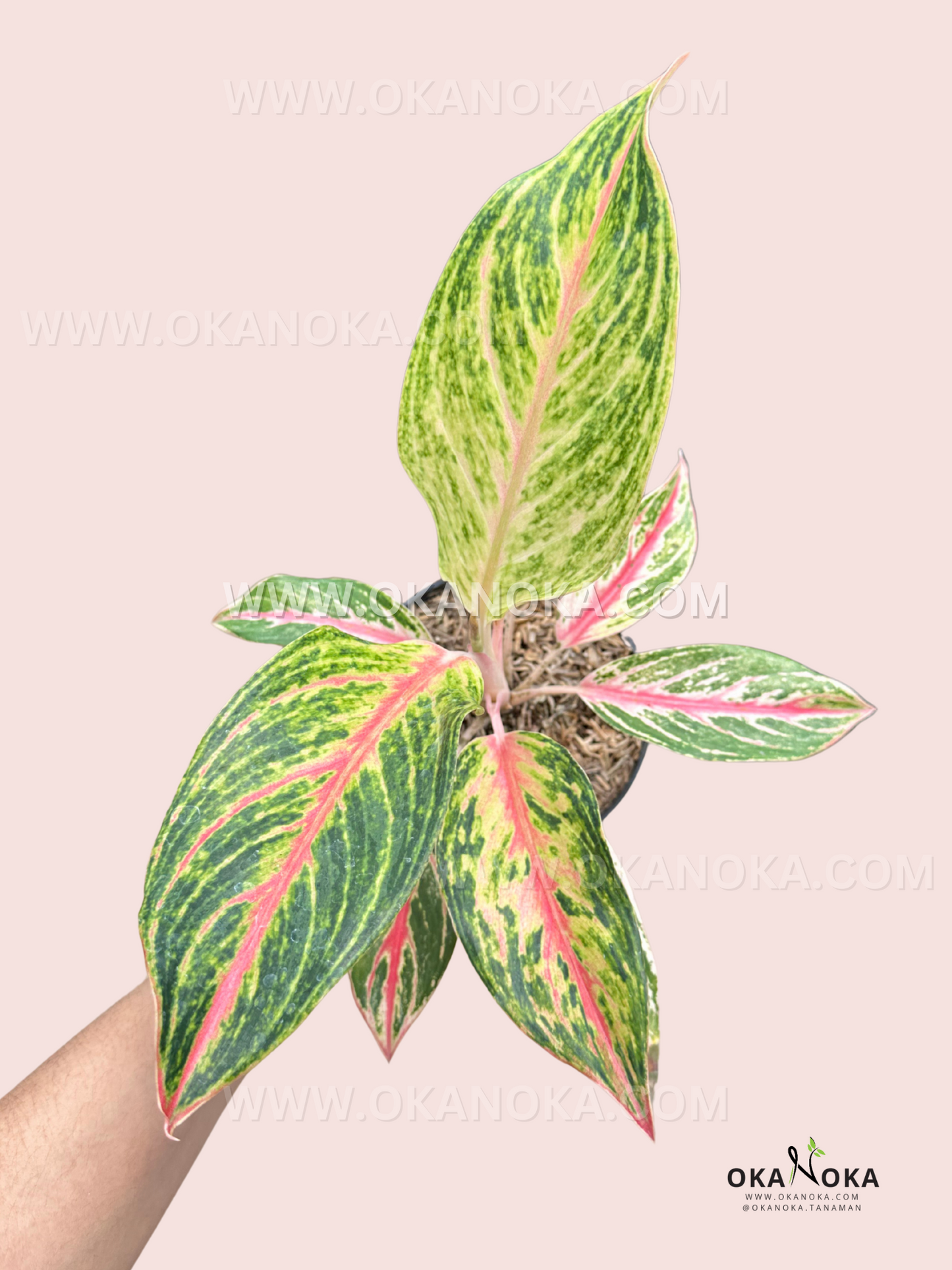 aglaonema gold Aglaonema Golden Sweet – Okanoka