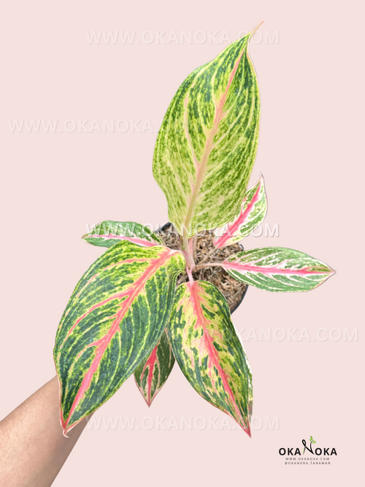 Aglaonema Golden Sweet