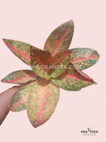 Aglaonema Kendedes