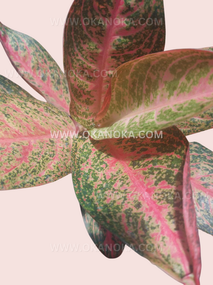 Aglaonema Kendedes