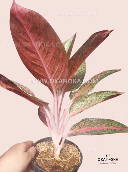 Aglaonema Kendedes