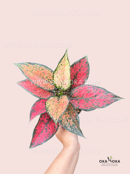 Aglaonema Konkom