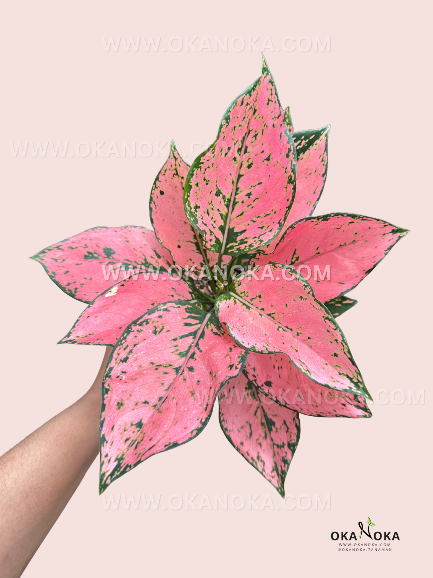 aglaonema leaves transparent Aglaonema Konkom Pink – Okanoka