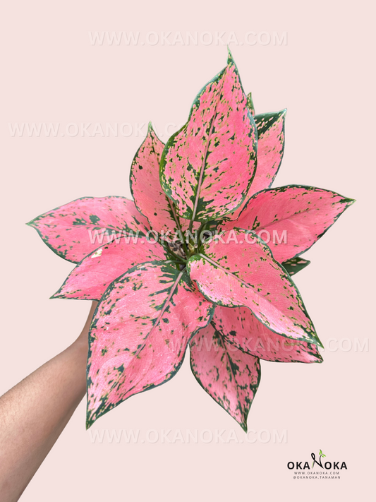 Close-up of Aglaonema Konkom Pink’s bold pink leaves with green speckles, held by hand.