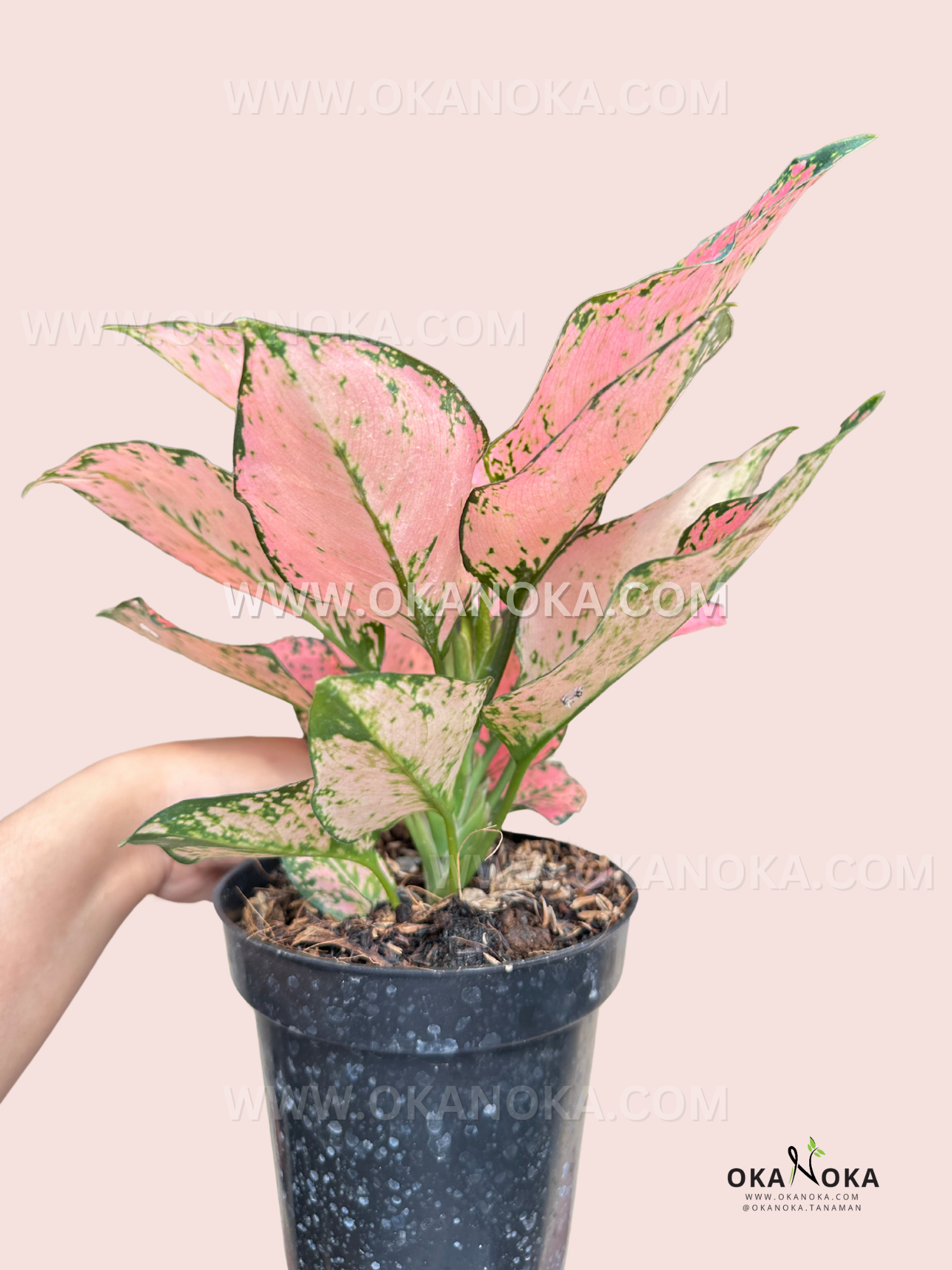aglaonema compact Aglaonema Konkom Pink