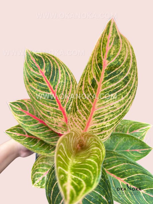 Overhead view of Aglaonema Kresna Golden’s lush leaves with intricate patterns and a golden-green glow.